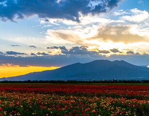 Fototapeta premium Colorful flower field at sunset with mountains