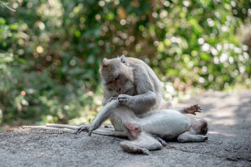 A macaque monkey grooms its companion lying on a stone surface. An intimate moment of social bonding and care in their natural forest habitat.
