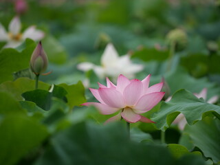 Fototapeta premium pink lotus