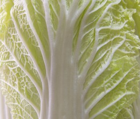 Close up photo on Napa cabbage.