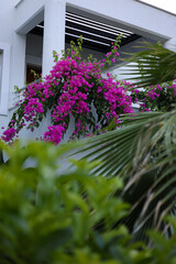 Pink oleander flowers in front of a white villa surrounded by green trees and palm trees.