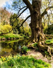 Ancient Tree by Riverbank
