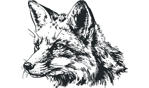 狐の鉛筆画 Fox 狐（Kitsune）Vulpes Vulpes Japanica : ネット絵師・独言の