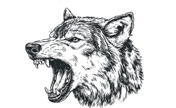 recommend clip art: Ferocious Wolf Head With Open Mouth and Sharp Teeth. Vector hand drawn illustration