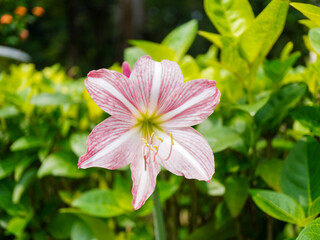 Macro close-up of a star-shaped amaryllis flower in pink and white, with delicate stamens and natural background blur highlighting its beauty