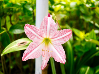 Close-up of a pink and white amaryllis flower with delicate petals and yellow stamens, captured in natural sunlight against a green garden background