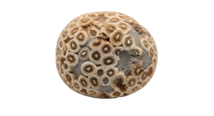 Fossilized coral stone with intricate patterns isolated on transparent background, showcasing ancient textures and geological formations in a round, detailed specimen