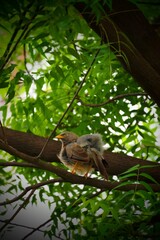 A jungle babbler perched gracefully among the twigs and branches, blending with the natural forest surroundings.