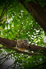 A jungle babbler perched gracefully among the twigs and branches, blending with the natural forest surroundings.
