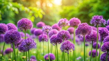 Fototapeta premium Fragrant purple flowers blooming in a lush green garden