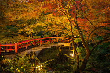 ライトアップされた秋の河鹿橋　群馬県渋川市