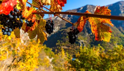 Autumnal grapevine with fall foliage