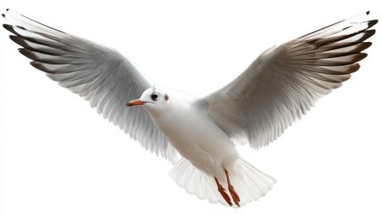 Majestic Seagull in Flight: A Stunning Portrait of Avian Grace