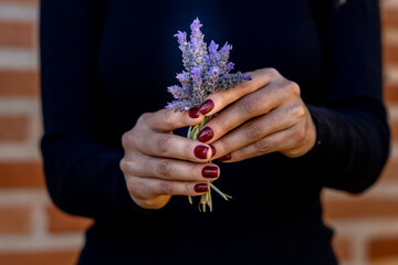 woman with beautiful red nails holding gently a bunch of lavender flower.