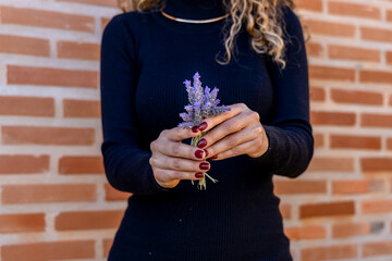 woman with beautiful red nails holding gently a bunch of lavender flower.