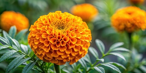 Cempasuchil flower closeup in historical past