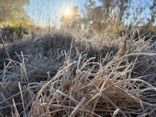 Grass with Light Snow Cover in a Park, Katoomba, Blue Mountains, Australia