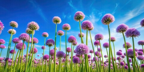 A field of garlic chives with their purple flowers swaying gently in the breeze under a brilliant blue sky on a sunny day