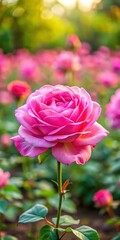 Beautiful Pink Rose in Full Bloom
