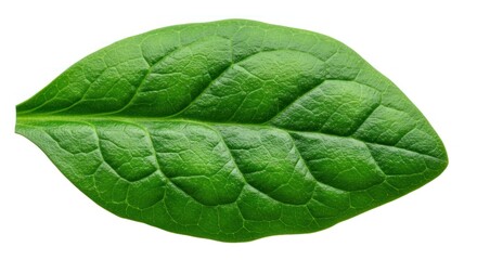 Obraz premium Vibrant close-up of a single fresh green spinach leaf, showcasing its healthy texture and natural beauty, an essential ingredient for culinary and wellness themes