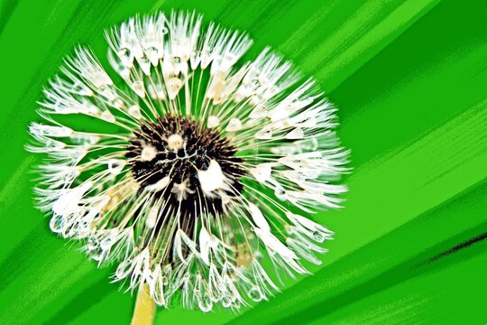 Close up of a dandelion blowball mixed media