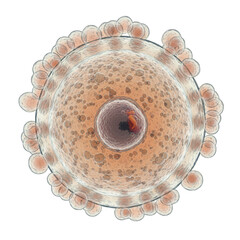 Detailed scientific illustration of a human ovum cell showing its core nucleus and surrounding zona pellucida and corona radiata cells png cutout transparent background