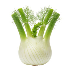Fresh Fennel Bulb with Green Fronds Vegetables Produce Food Ingredient Healthy Eating Cooking Preparation png cutout transparent background