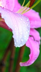 Fototapeta premium Pink Lily Petal Dew Drops Garden Closeup