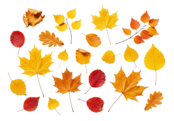A Beautiful Assortment of Autumn Leaves in Vibrant Colors Perfect for Seasonal Decorations png cutout transparent background