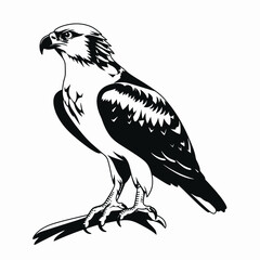 Obraz premium Majestic eagle perched on branch, a stunning monochrome artistic bird silhouette