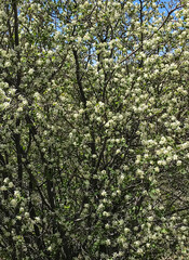 726-53 Serviceberry in Bloom