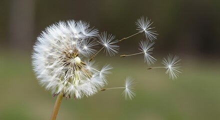 Obraz premium Dandelion seed dispersal against a soft focus green background nature