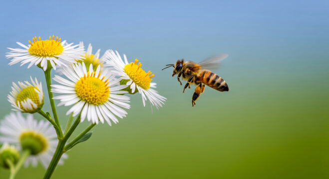 A close-up view of a bee hovering near a cluster of white daisies with yellow centers on a sunny day