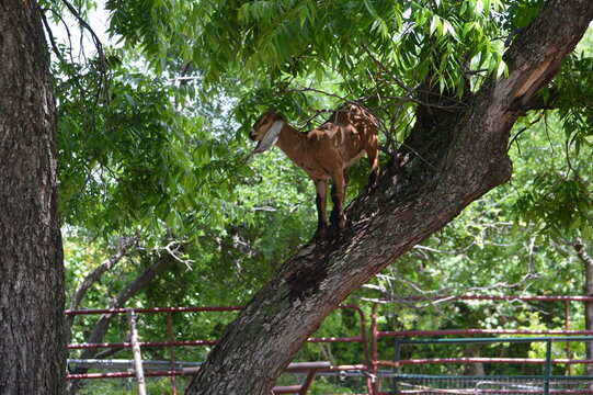 Goat in a tree nanny goat doe