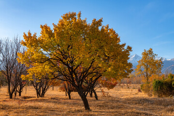 Naklejka premium Picturesque landscape with autumn trees against the backdrop of a snow-covered mountain range in the outskirts of the Kazakh city of Almaty