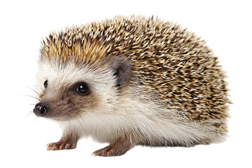 Obraz premium Hedgehog on a white background