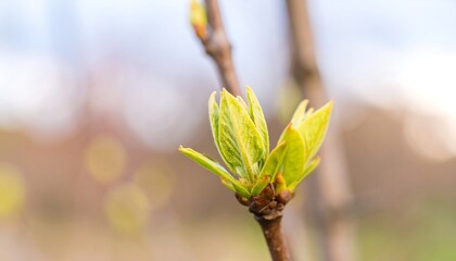 Spring leaves start to grow