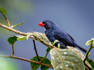 Slate-colored Grosbeak on Branch