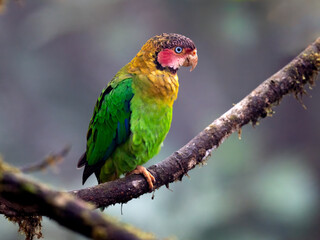 Rose-faced Parrot Perched on Mossy Branch
