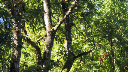 This image shows a forest landscape with several large trees. Some of the tree trunks are covered in moss, and the thick green foliage creates a tranquil atmosphere. Sunlight shines through the branch