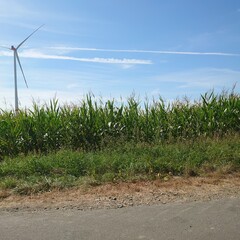 wind turbines on the beach