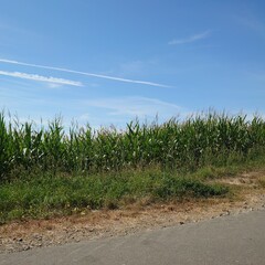 corn field under blue sky