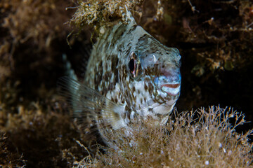 Invasive marbled spinefoot in the Mediterranean Sea