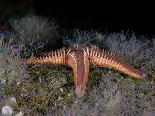 Comb sea star from the Mediterranean Sea