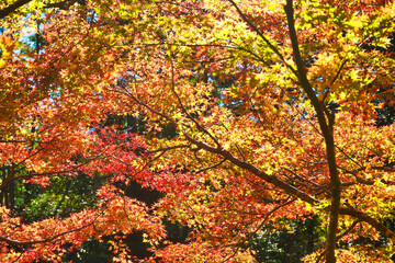 京都　三尾　槙尾山 (槇尾山)　西明寺裏参道の美しい紅葉　(日本京都府京都市）Beautiful autumn foliage on the approach to Saimyoji Temple (Saimyō-ji, Saimyoji) at Makinoosan in Sanbi, Kyoto (Kyoto City, Kyoto Prefecture, Japan)
