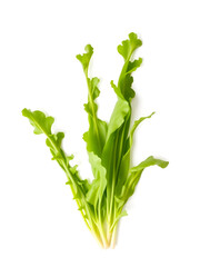 Obraz premium Corn salad, also known as Valerianella locusta or lamb s lettuce, displayed in isolation on a white background, showcasing its vibrant leaves and fresh appearance in this image of corn salad.