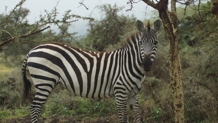 zebra eating grass