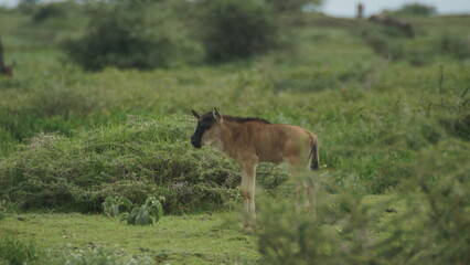 Naklejka premium wildebeest