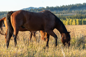 Brown Horse Grazing in Field with Mountains in Background
