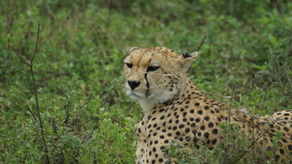 cheetah in the wild